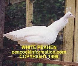 wpeacock