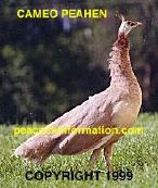 cameo