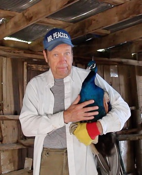 Mr Peacock & Buddy